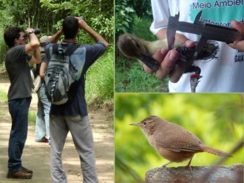 curso de ornitologia