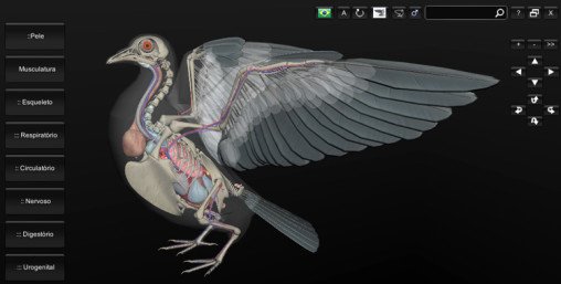 anatomia das aves